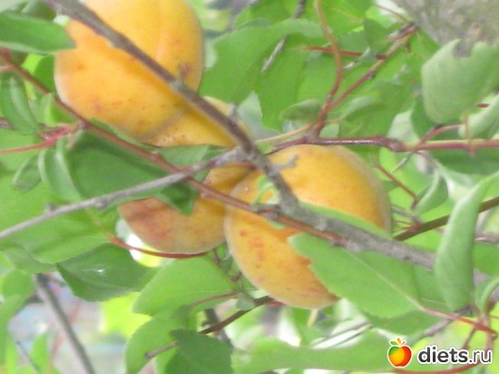 4 фото: Мой сад-огород