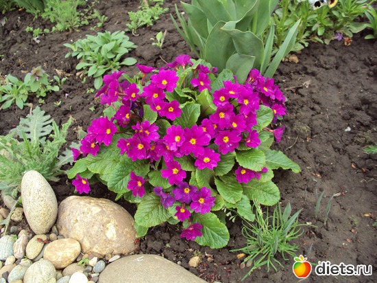 ������ ��������, ������: ��, ��� ���� ��������!!!