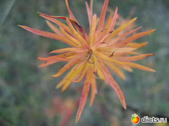 Макро-мир. Цветочек 3., альбом: Я вижу