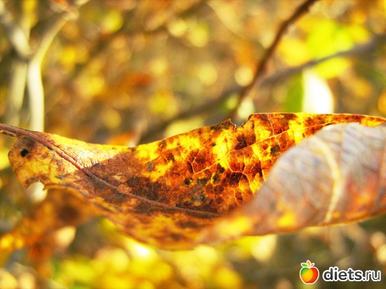 Макро-мир. Листок., альбом: Я вижу