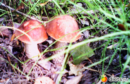 На тихой охоте, альбом: Я вижу