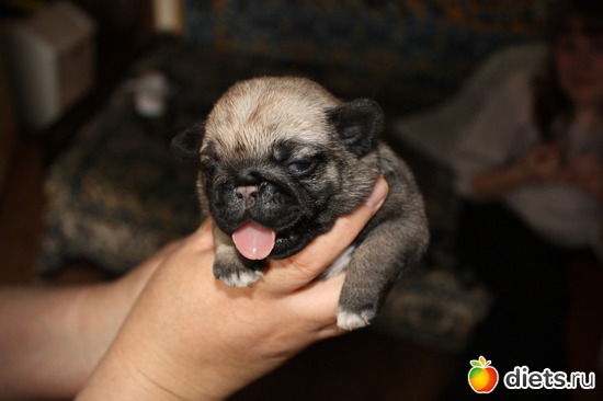 малышка, альбом: Мопс