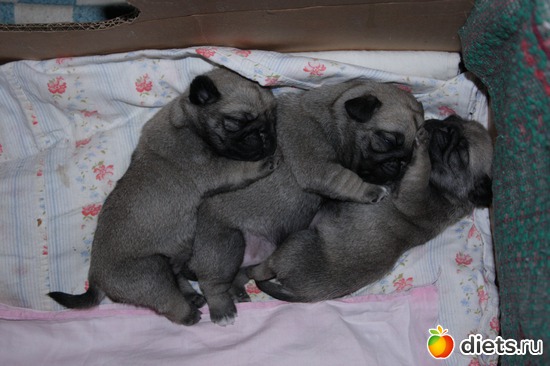 ......, альбом: Мопс