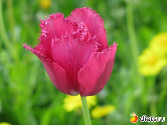 ВЕСНА, альбом: О РАЗНОМ...