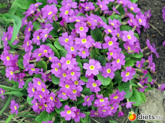 ПРИМУЛА, альбом: О РАЗНОМ...