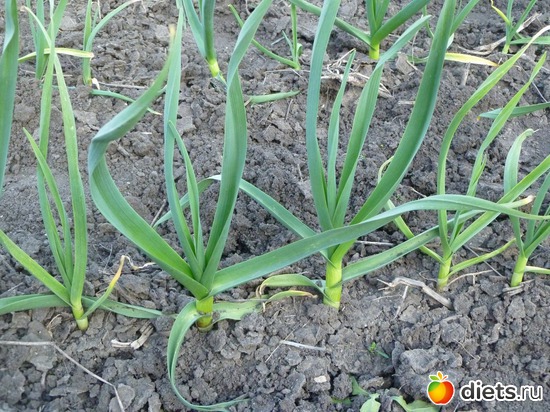 чеснок зимний, альбом: весна