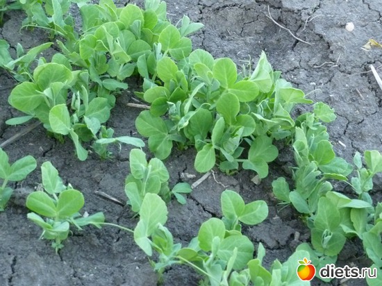 а это зелёный горошек, альбом: весна