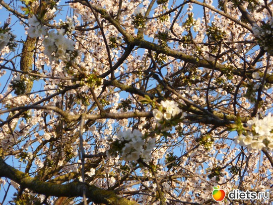 моя жердёла, альбом: весна