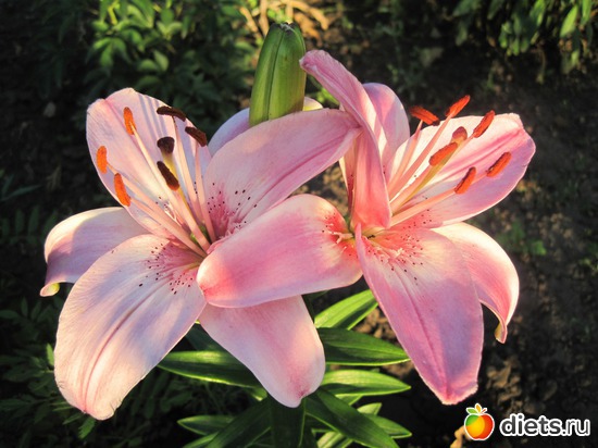 8 ����: �������� ������