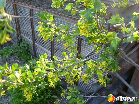 смородинка, альбом: весна