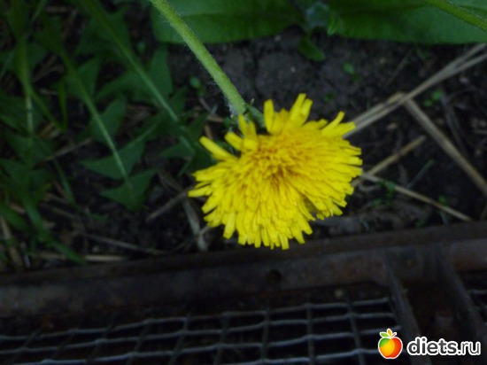 кто-то спрашивал про одуванчики, вот, любуйтесь, альбом: весна