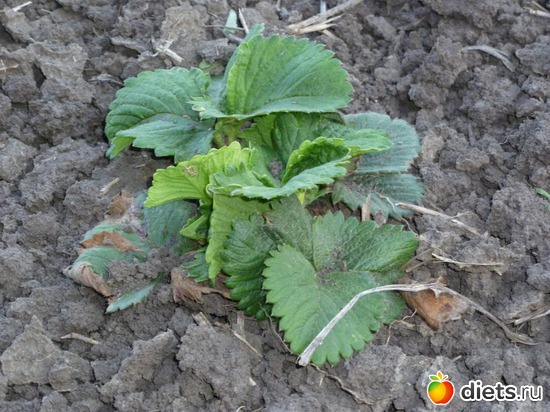 клубничка, альбом: весна