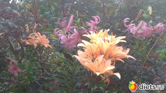 �����., ������: ������ ����������.