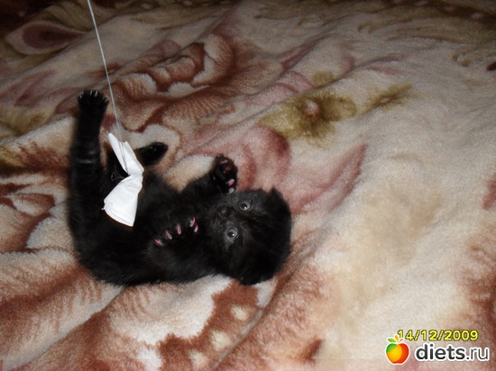 Тут Багуся ещё маленькая., альбом: Наша любимица Багира.