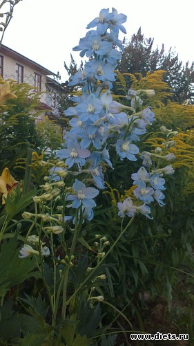 �������� ��������� ������))), ������: ������ ����������.