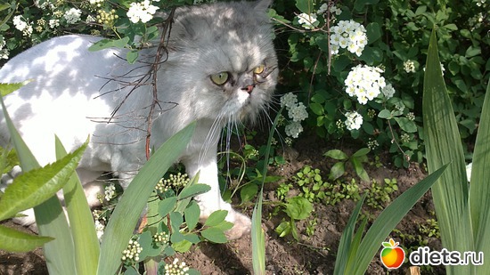 ���� ����� �� ������, ���� �����!, ������: ������ ����������.