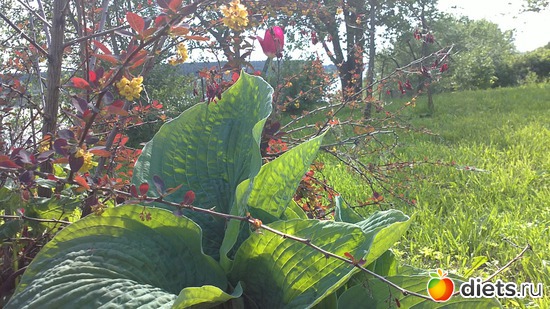 �������� ����������., ������: ������ ����������.