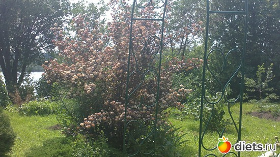 �������� ������))), ������: ������ ����������.