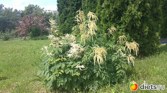 � ���� ������� ���������))), ������: ������ ����������.