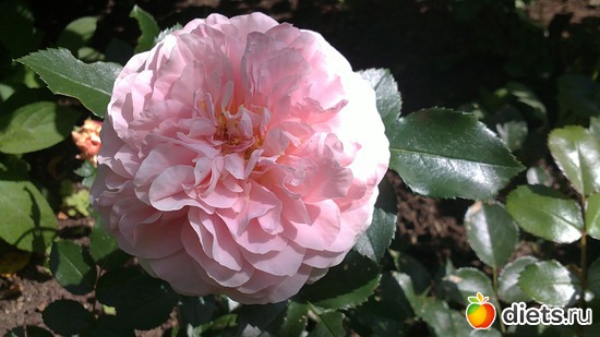 ������� ����., ������: ������ ����������.