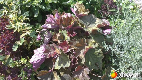 � ���� ������..., ������: ������ ����������.