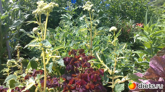 ������������ ������...., ������: ������ ����������.