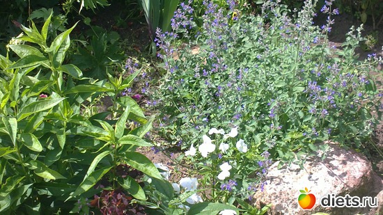 ������� ����� ������ ����� ����))), ������: ������ ����������.