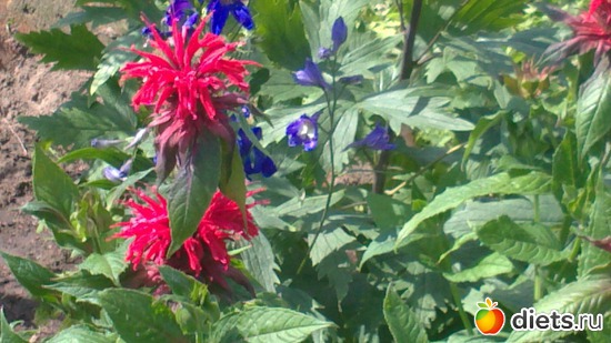 ����� �������....���� � �����)))), ������: ������ ����������.