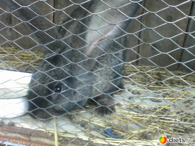 Серый великан. зовут Сил) мальчик 2 месяца, альбом: кролики