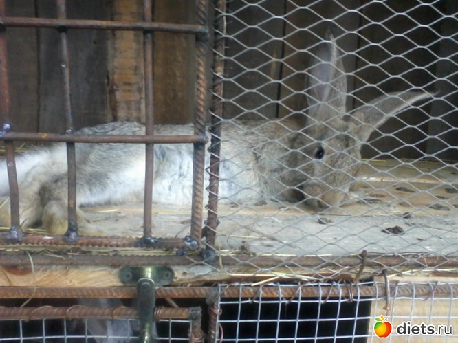 Серый великан.зову Кокетка.2 месяца, альбом: кролики