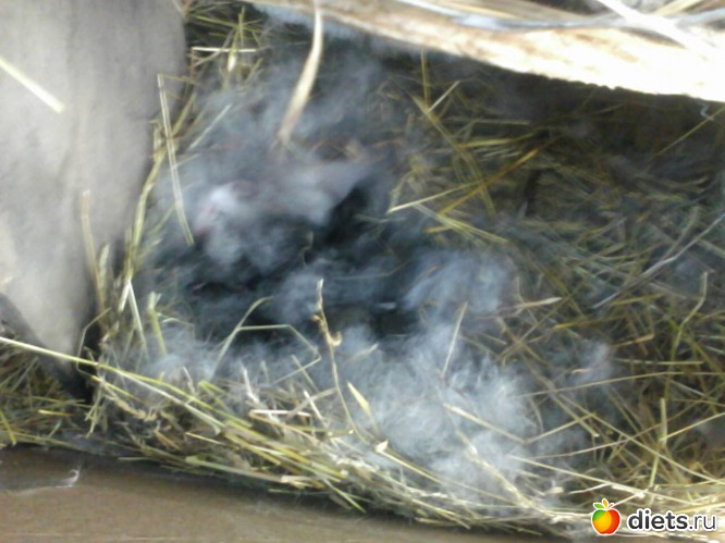 Машкино потомство. возраст 4 дня), альбом: кролики