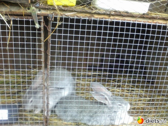 И еще 2 сестрички-кролички), альбом: кролики