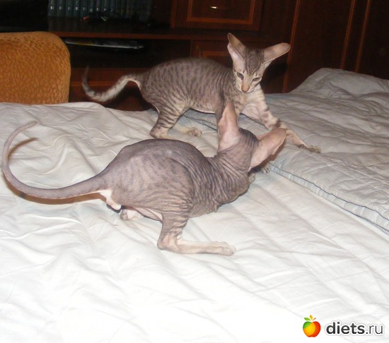 2 ����: �� ������������ �� ���, ���� ���������!