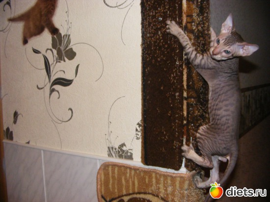 5 ����: �� ������������ �� ���, ���� ���������!