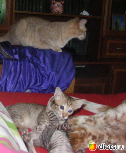 31 ����: �� ������������ �� ���, ���� ���������!