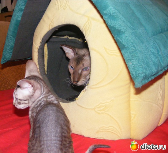 34 ����: �� ������������ �� ���, ���� ���������!