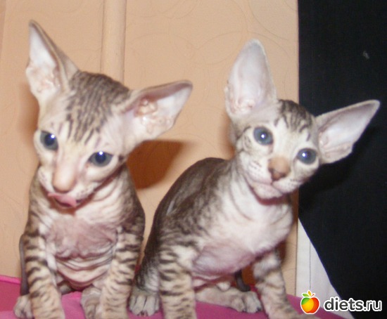 40 ����: �� ������������ �� ���, ���� ���������!