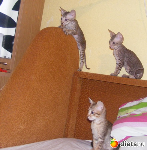 41 ����: �� ������������ �� ���, ���� ���������!