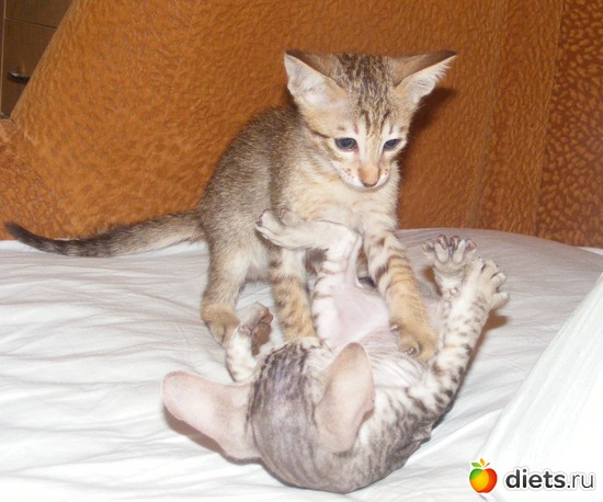 44 ����: �� ������������ �� ���, ���� ���������!