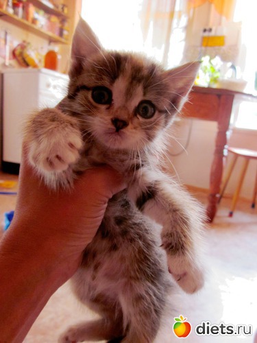 ����������, ������� � ������, ������: �������