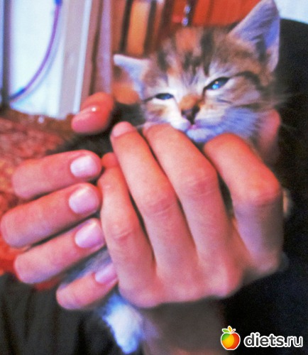 ����������, ������: �������