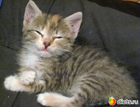 ���������� � ����� ����, ������: �������