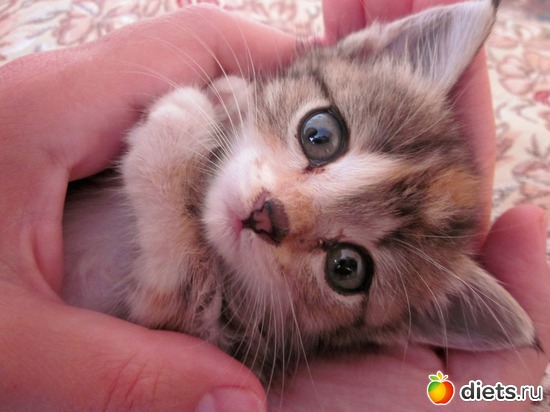 6 ����: �������