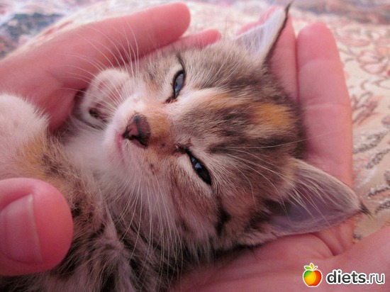 ���� �����)), ������: �������