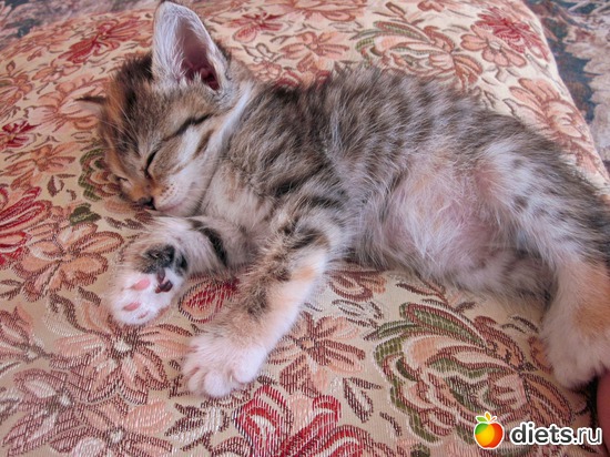 11 ����: �������