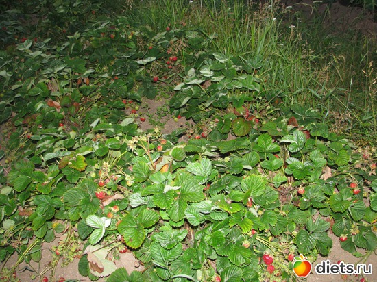 ���������� ������!, ������: �����. ��������.