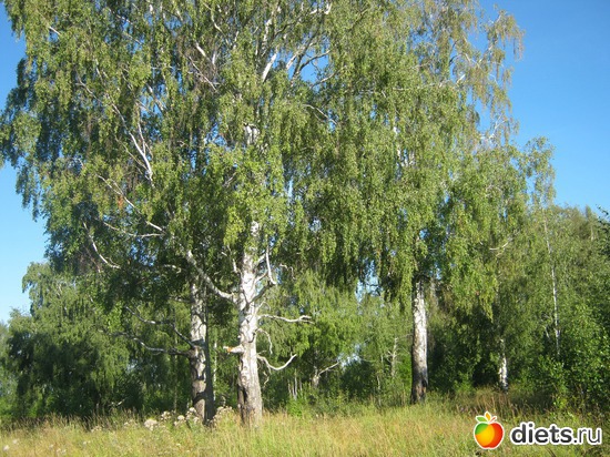 На обеденной полянке, альбом: Путешествие в Казань