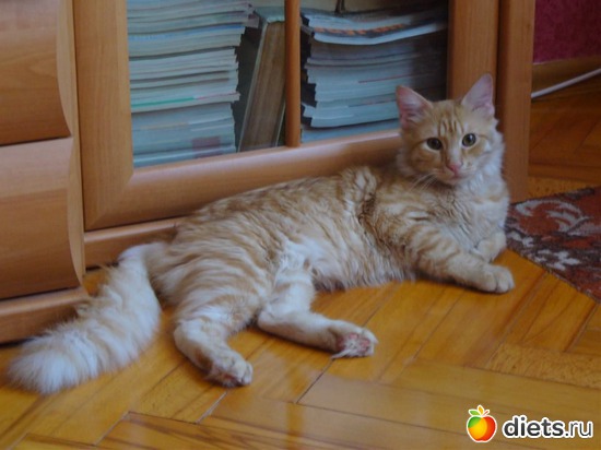 ����, ������: ����