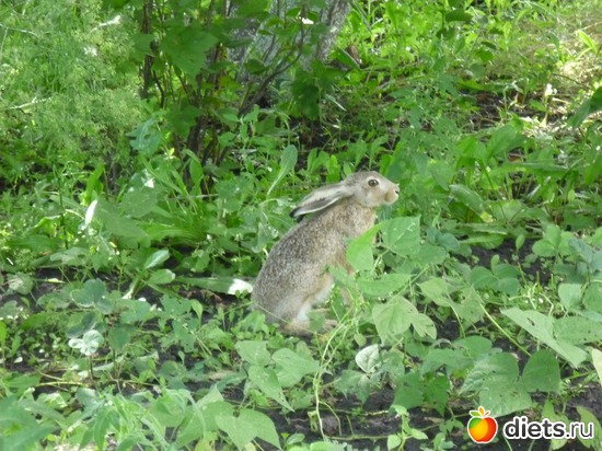 � ��� �� ���� ����� ���� !, ������: ��, ����  ������� !