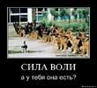 где же моя сила воли или неправильный ужин...